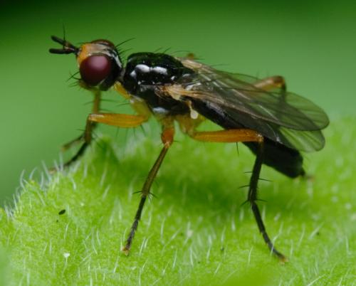 Cordilura albilabris
